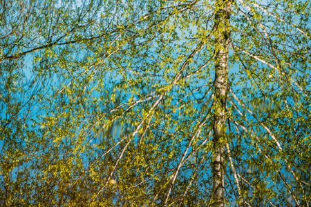 Birch Tree reflected In Water During Spring Flood floodwaters. Reflection of Trees woods in Water deluge During A Spring Flood. Beautiful spring landscape with reflection in river. inundation Lake Or Riverの写真素材