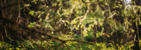 Tatra National Park, Poland. European Red Deer Or Cervus Elaphus In Summer Forest.の写真素材
