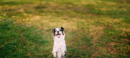 Border Collie Or Scottish Sheepdog Adult Dog Playing Showing Trick Outdoor. Close Up Portrait. Panorama, Panoramic View Shot Scene Panorama, Panoramic View Shot Scene Copy Space.の写真素材