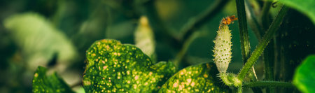 Organic young Cucumbers Growing In Vegetable Garden. Panorama, Panoramic View Shot Scene Copy Spaceの写真素材