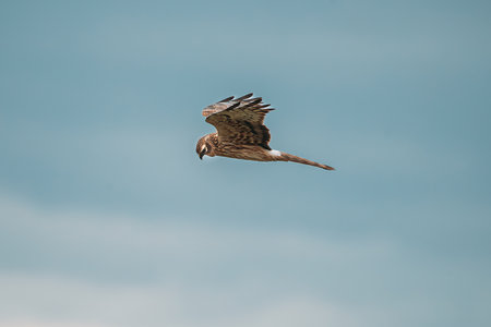 Harrier Or Circus Cyaneus Wild Bird Flies In Blue Sky. Adult Male Is Sometimes Nicknamed Grey Ghost. Young Ring-tail Harrier. Natural Sky Backgroundの写真素材