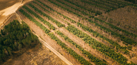 New Forest Plantations After Deforestation Work. Forest Deforestation Area Landscape. Concept Of...