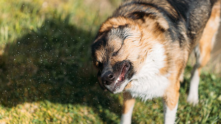 Dog Shaking Off Water. Wet Mixed Breed Dog. Dog Shakes Off Drops Of Water After Swimming In Summer Day. Happy Pet Friend At Leisure Gameの写真素材