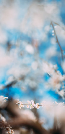 White Young Spring Flowers Growing In Branch Of Apple Tree. Buds Bloom On Branches In Spring. Spring Concept Of Revival. Vital Spring Themeの写真素材