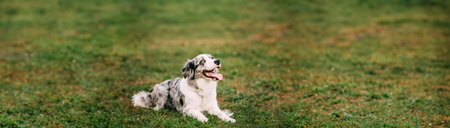Border Collie Scottish Sheepdog Adult Dog Sitting In Green Grass. Panorama, Panoramic View Shot Scene Copy Spaceの写真素材