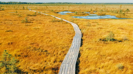 Miory District, Vitebsk Region, Belarus. The Yelnya Swamp. Upland And Transitional Bogs With Numerous Lakes. Elevated Aerial View Of Yelnya Nature Reserve Landscape. Famous Natural Landmark. Aerial Birds-eye View Of Wooden path way pathway from marsh swamp to coniferous forest In Autumn Sunny Day 4Kの写真素材