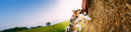 Angry Aggressive Mixed Breed Dog Dog Bites A Leg Of A Man Running Across Field