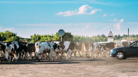 Herd Of Cattle Cows Dangerous Crossing Road In Countryside Opposite Cars. Cattle Crossing On Dusty Roadの写真素材