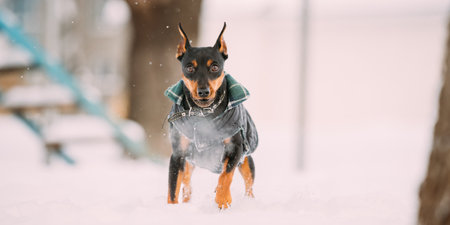 Min Pin Dog Playing And Running Outdoor In Snow, Winter Season. Funny Black Miniature Pinscher Zwergpinscher Looking At Camera. Black Zwergpinscher Run Outdoor In Winter Seasonの写真素材
