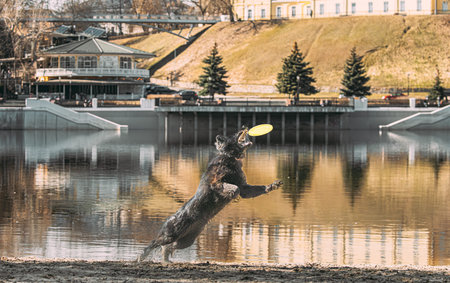 Alsatian Wolf Dog Or Black German Shepherd Dog Playing Outdoor With Flying Disc. Playful Pet...