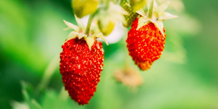 Red Fragaria Or Wild Strawberry. Growing Organic Wild Strawberry. Ripe Berry In Fruit Garden....