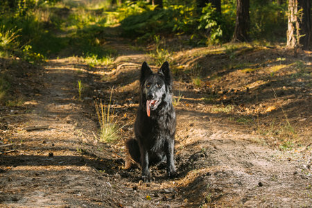 Black East European Shepherd (veo) Dog Resting At Pathway In Summer Forest Season. Cute Beautiful...