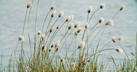 Spring Landscape With Blooming Cotton Grass At Riverside. Summerの写真素材