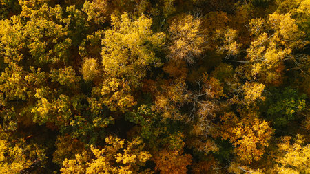 Aerial View Of Oak Forest . Elevated View Of Woods Forest Landscape During Sunset In Autumn Evening....