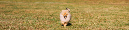Young Happy White Puppy Pomeranian Spitz Puppy Dog Running Outdoor In Green Grass. Panorama, Panoramic View Shot Copy Spaceの写真素材