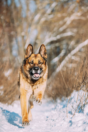 Purebred Adult Alsatian Wolf Dog Fast Running At Snow Winter Sunny Forest. Pet Friendship Concept. Playful Shepherd Dog Outdoors Winter Seasonの写真素材