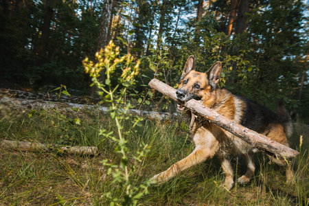a german shepherd dog is running with a stick in its mouthの写真素材