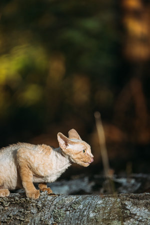 Cute Funny Curious Playful Beautiful Devon Rex Cat sitting on tree trunk in forest, garden. Obedient...