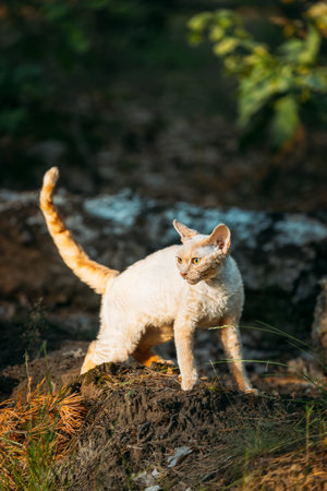 Cute Funny Curious Playful Beautiful Devon Rex Cat walking in park grass. Obedient Devon Rex Cat...