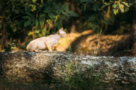 Cute Funny Curious Playful Beautiful Devon Rex Cat sitting on tree trunk in forest, garden. Obedient...