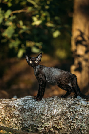Cute Funny Curious Gray Black Devon Rex Cat sitting on fallen tree trunk in forest, garden. Obedient...