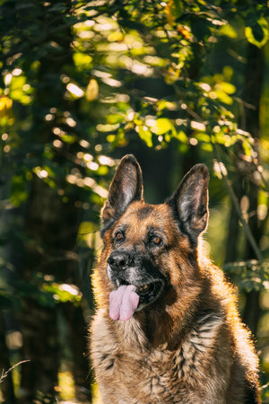 Alsatian Wolf Dog Sitting In Green Summer Park forest. Brown German Shepherd Dog Close Up Portrait....