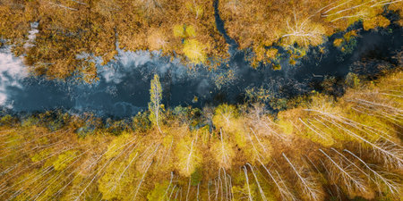 Spring Season. Aerial View. Young Birches Grow Among Small Marsh Bog Swamp. Deciduous Trees With...