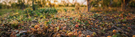Consequences Of Hail In Fruit Garden. Peaches Fell From Tree During A Severe Thunderstorm With Hail