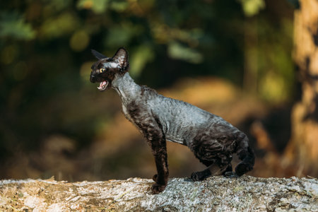 Cute Funny Curious Playful Gray Black Devon Rex Cat sitting on fallen tree trunk in forest, garden...