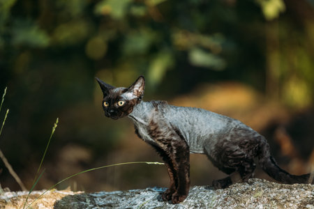 Cute Funny Curious Playful Gray Black Devon Rex Cat sitting on fallen tree trunk in forest, garden....