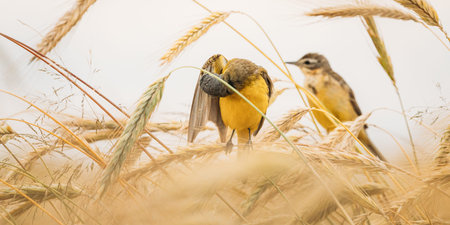 Western Yellow Wagtail. Motacilla Flava Is A Small Passerine In The Wagtail Family Motacillidae,...