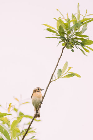 Whinchat - Saxicola Rubetra Is A Small Migratory Passerine Bird Breeding In Europe And Western Asia...