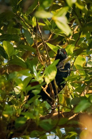 Goa, India. Greater Coucal Sitting On Branch Of Treeの写真素材