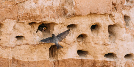 European Sand Martin Active Breeding Colony Near Burrows In Sand River Coast. Riparia Riparia Is A Migratory Passerine Bird In The Swallow Family.の写真素材