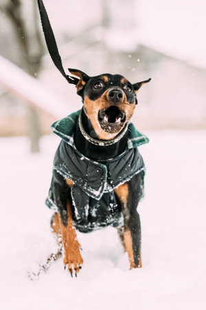 Funny Black Miniature Pinscher Zwergpinscher, Min Pin Dog Playing And Running Outdoor In Snow, Winter Seasonの写真素材