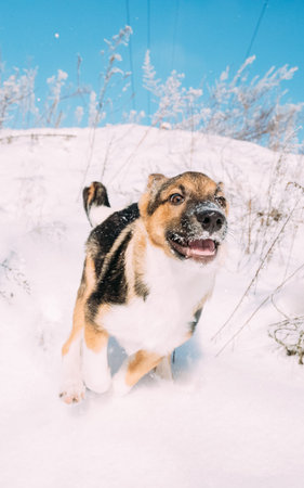 Puppy Of Mixed Breed Dog Playing In Snowy Forest In Winter Dayの写真素材