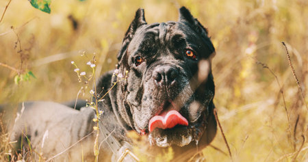Black Cane Corso Dog. Big Dog Breeds. Close Up Portrait. Black Cane Corso Dog. Big Dog Breeds. Close...