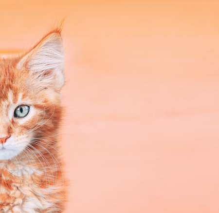 Small Kitten Face Copy Space Background In Calming Coral Color. Young Red Ginger Maine Coon. Maine Shag Amazing Pets. Portrait On Backdrop In Yellow Light Orange Colorsの写真素材