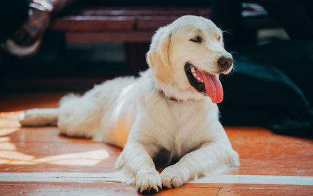 Funny pet labrador dog animal during seasonal activity. beautiful breed dog funny labrador outdoor...
