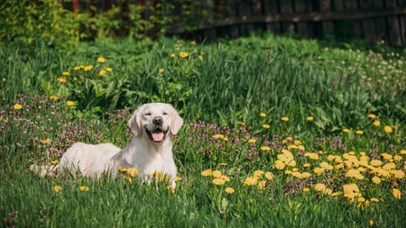 Funny pet labrador dog animal during seasonal activity. beautiful breed dog funny labrador outdoor...