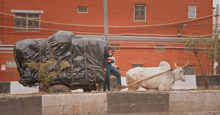 New Delhi, Delhi, India. Indian buffalo pulls a cart loaded with loads. man carries loaded cargo....