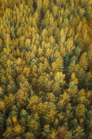 Aerial View Of Green Pine Coniferous Forest In Landscape In Spring. Top View From Attitude. Drone...