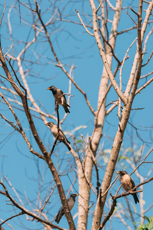 Goa, India. Rosy Starling Birds Sitting On Branches Of Tree On Backgroung Of Blue Skyの写真素材