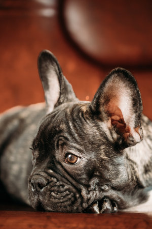 Sad Young Small Black French Bulldog Dog Puppy Lying On Sofa. Funny Dog Baby With Beautiful Black Snout Eyes Bulldog Puppy Dog. Adorable Bulldog Puppyの写真素材