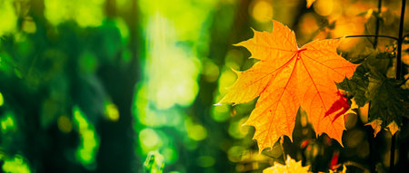 Autumn yellow maple leaf among green foliage. Early Autumn. Panorama Panoramic View. autumn vibes hello autumn backgroundの写真素材