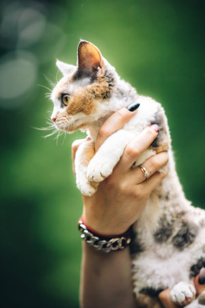 Obedient Devon Rex Cat With White-red Spotted Fur Color Sitting On Hands. Cats Portrait. Curious...