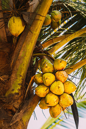 Goa, India. Close View Of Fruits Of Coconut Tree Palmの写真素材