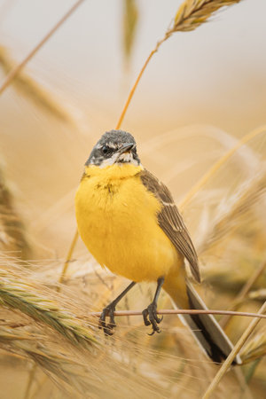 Western Yellow Wagtail. Motacilla Flava Is A Small Passerine In The Wagtail Family Motacillidae, Which Also Includes The Pipits And Longclaws. This Species Breeds In Much Of Temperate Europe And Asia. Belarusの写真素材