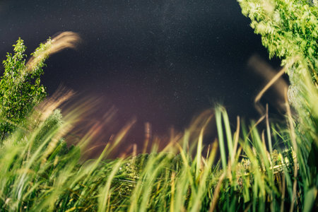 Bottom view of beautiful night starry sky from green grass in summer. Night stars above meadowの写真素材