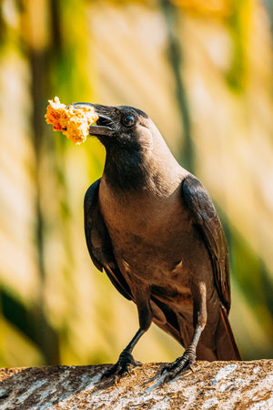 House Crow Sitting On Crossbar With Piece Of Chicken In Beak